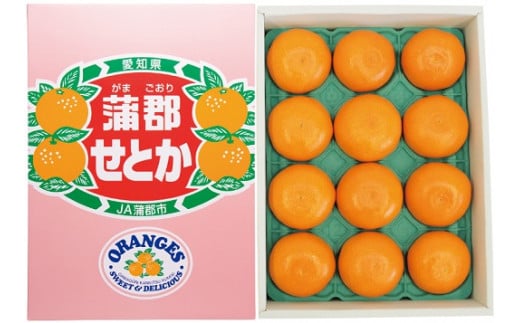 【G0003】【期間限定】蒲郡みかん「せと