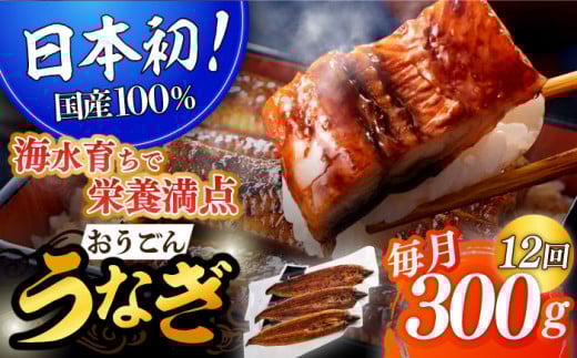 ＜全12回定期便＞【日本初！海水で養殖】長崎県産おうごん うなぎ 計3.6kg（約300g×12回）平戸市 / 松永水産  うなぎ 鰻 ウナギ 土用丑の日 九州産 蒲焼 かばやき  [KAB140]
