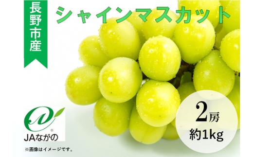 J1059 長野市産シャインマスカット2房（約1kg) フルーツ ぶどう 葡萄 ブドウ 果物 人気 種なし 新鮮 期間限定 令和7年 2025年発送 おすすめ 産地 お届け 長野市 長野県