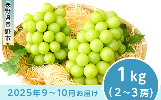 J0498 長野市産 シャインマスカット1kg【2025年9月以降出荷分】フルーツ ぶどう 葡萄 ブドウ 果物 人気 種なし 新鮮 期間限定 令和7年 2025年発送 おすすめ 産地 お届け 長野市 長野県