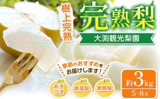 大渕観光梨園 完熟梨 (あきづき 新高梨 新興梨 のいずれか) 秀品 約3kg (5～8玉) 熊本県長洲町産 《9月上旬-12月中旬頃出荷》