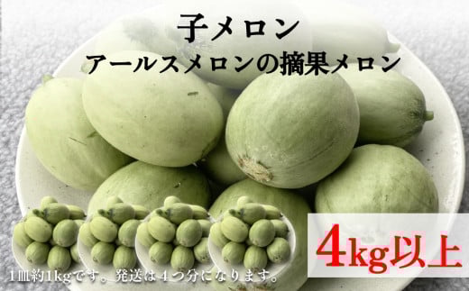 子メロン （アールスメロンの摘果メロン） 4kg以上 富山県 氷見市 メロン 野菜 産地直送