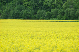 北海道安平町の菜の花畑